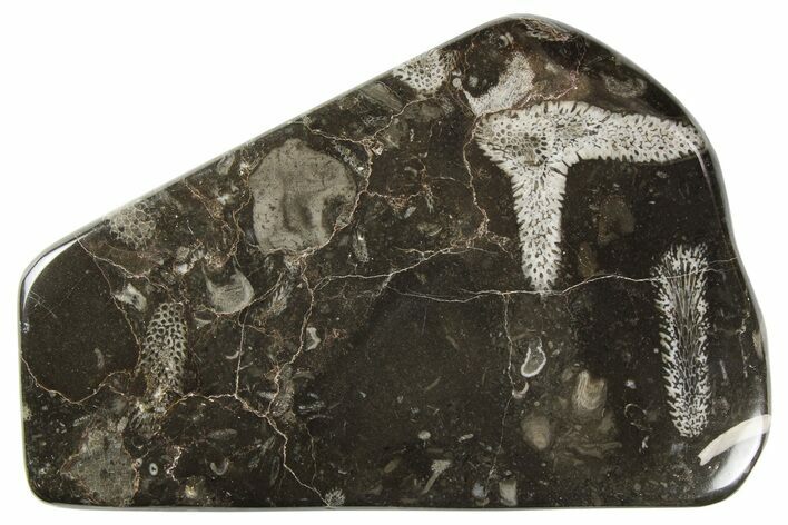 Polished Devonian Fossil Coral and Bryozoan Plate - Morocco #259100